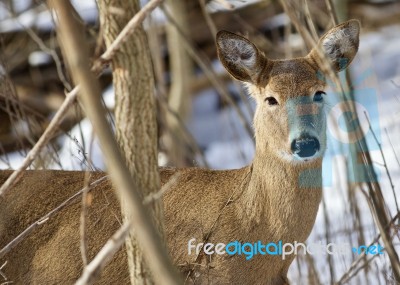 Beautiful Isolated Photo With A Cute Wild Deer In The Snowy Forest Stock Photo