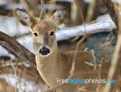 Beautiful Isolated Photo With A Cute Wild Deer In The Snowy Forest Stock Photo