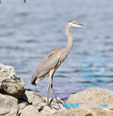 Beautiful Isolated Photo With A Funny Great Heron Standing On A Rock Shore Stock Photo