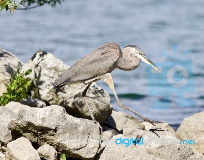 Beautiful Isolated Photo With A Funny Great Heron Walking On A Rock Shore Stock Photo