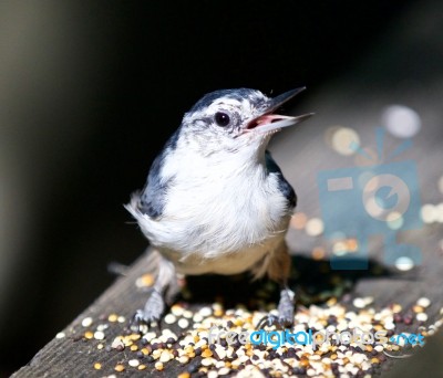 Beautiful Isolated Photo With A Funny White-breasted Nuthatch Bird Stock Photo