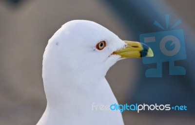 Beautiful Isolated Photo With A Gull On The Shore Stock Photo