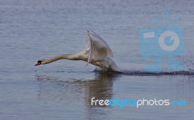 Beautiful Isolated Photo With A Powerful Swan's Take Off Stock Photo