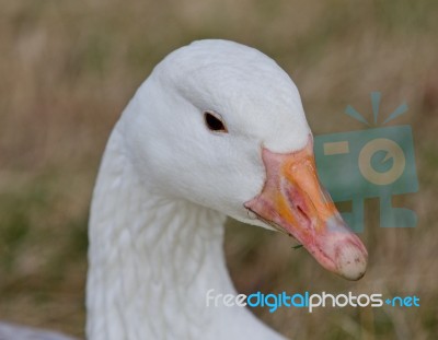 Beautiful Isolated Photo With A Strong Snow Goose On The Grass Field Stock Photo