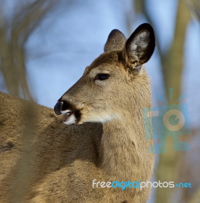 Beautiful Isolated Photo With A Wild Deer In The Forest Stock Photo