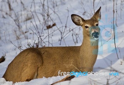 Beautiful Isolated Photo With A Wild Deer Laying On The Snow In The Forest Stock Photo