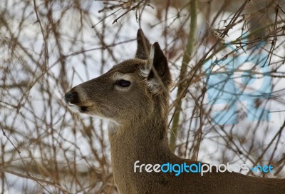 Beautiful Isolated Photo With A Young Wild Deer In The Snowy Forest Stock Photo