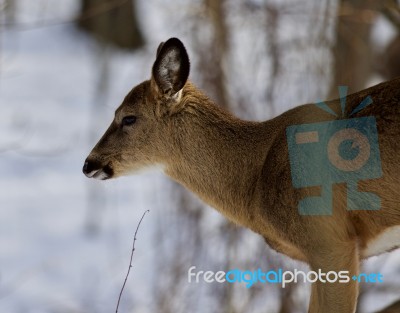 Beautiful Isolated Photo With A Young Wild Deer In The Snowy Forest Stock Photo