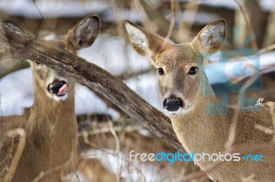 Beautiful Isolated Photo With Two Wild Deer In The Snowy Forest Stock Photo