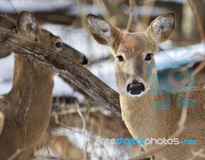 Beautiful Isolated Photo With Two Wild Deer In The Snowy Forest Stock Photo