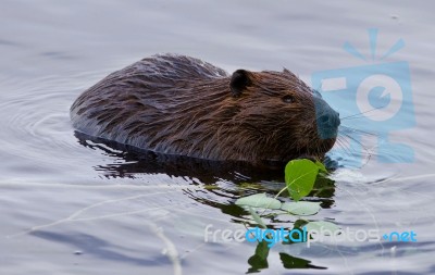 Beautiful Isolated Picture Of A Beaver Eating Leaves In The Lake… Stock Photo