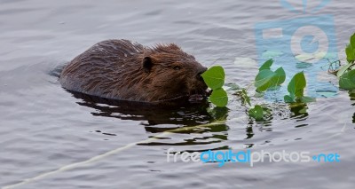 Beautiful Isolated Picture Of A Beaver Eating Leaves In The Lake… Stock Photo