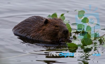 Beautiful Isolated Picture Of A Beaver Eating Leaves In The Lake… Stock Photo