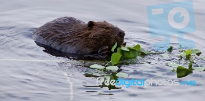 Beautiful Isolated Picture Of A Beaver Eating Leaves In The Lake… Stock Photo