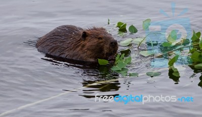 Beautiful Isolated Picture Of A Beaver Eating Leaves In The Lake… Stock Photo