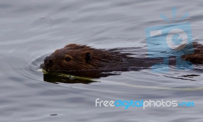 Beautiful Isolated Picture Of A Beaver Swimming In The Lake Stock Photo