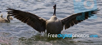 Beautiful Isolated Picture Of A Canada Goose With The Opened Wings Stock Photo