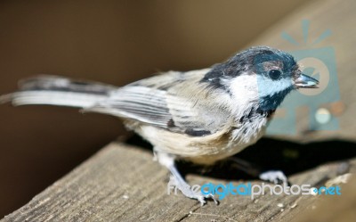 Beautiful Isolated Picture Of A Cute Black-capped Chickadee Bird… Stock Photo