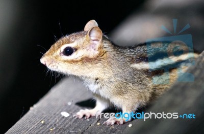 Beautiful Isolated Picture Of A Cute Chipmunk On The Hedge Stock Photo