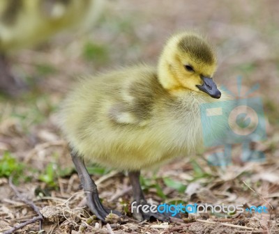 Beautiful Isolated Picture Of A Cute Funny Chick Of Canada Geese Going Stock Photo