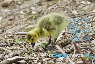 Beautiful Isolated Picture Of A Cute Funny Chick Of Canada Geese Looking At Something Stock Photo