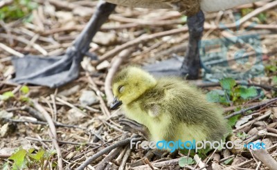 Beautiful Isolated Picture Of A Cute Sleepy Funny Chick Of Canada Geese Stock Photo