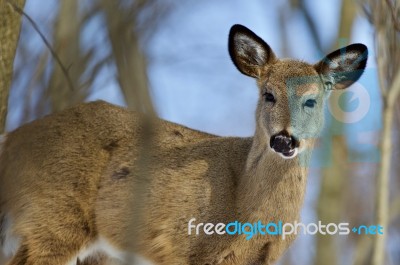 Beautiful Isolated Picture Of A Cute Wild Deer In The Forest Stock Photo