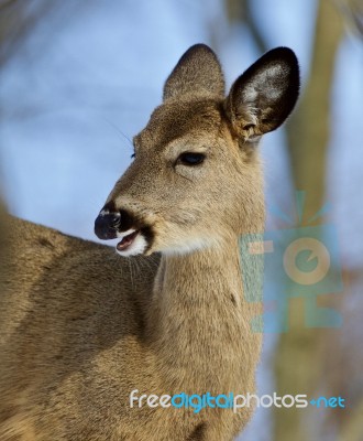 Beautiful Isolated Picture Of A Cute Wild Deer In The Forest Stock Photo