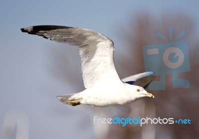 Beautiful Isolated Picture Of A Flying Gull Stock Photo