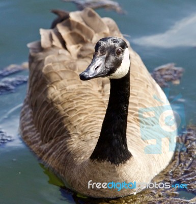 Beautiful Isolated Picture Of A Funny Wild Canada Goose In The Lake Stock Photo