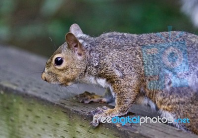 Beautiful Isolated Picture Of A Squirrel On The Hedge Stock Photo