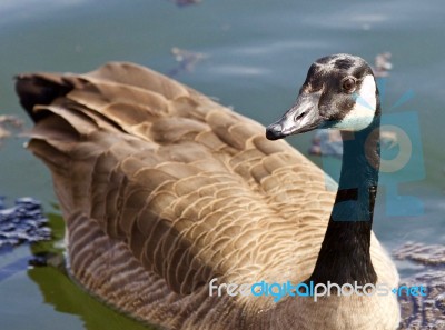 Beautiful Isolated Picture Of A Wild Canada Goose In The Lake Stock Photo