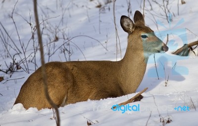 Beautiful Isolated Picture Of A Wild Deer In The Forest On The Snow Stock Photo