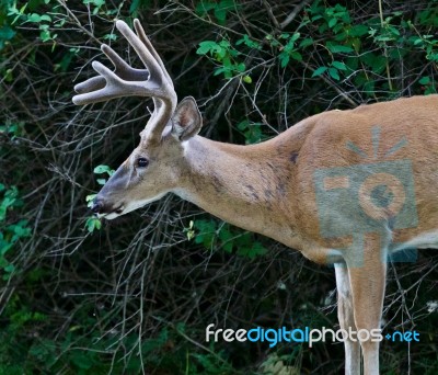 Beautiful Isolated Picture Of A Wild Male Deer With The Horns Stock Photo