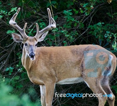 Beautiful Isolated Picture Of A Wild Male Deer With The Horns Stock Photo