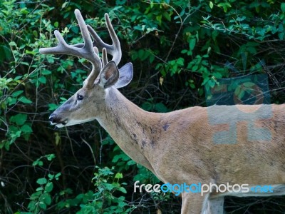 Beautiful Isolated Picture Of A Wild Male Deer With The Horns Near The Green Bush Stock Photo