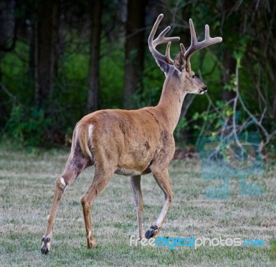 Beautiful Isolated Picture Of A Wild Male Deer With The Horns Running Away Stock Photo