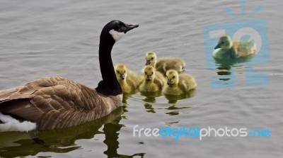 Beautiful Isolated Picture Of A Young Family Of Canada Geese Swimming In Lake Stock Photo