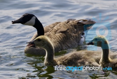 Beautiful Isolated Picture Of Chicks Of The Canada Goose Stock Photo