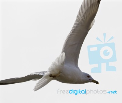 Beautiful Isolated Picture Of The Gull In Flight Stock Photo