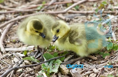 Beautiful Isolated Picture Of Two Cute Funny Chicks Of Canada Geese Stock Photo