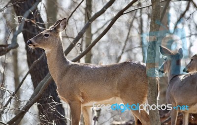 Beautiful Isolated Picture Of Wild Deer In The Forest Stock Photo