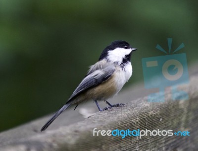 Beautiful Isolated Picture With A Black-capped Chickadee Bird Stock Photo