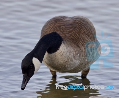 Beautiful Isolated Picture With A Canada Goose In The Lake Stock Photo