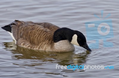 Beautiful Isolated Picture With A Canada Goose In The Lake Stock Photo