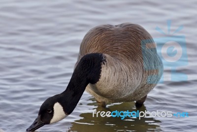 Beautiful Isolated Picture With A Canada Goose In The Lake Stock Photo