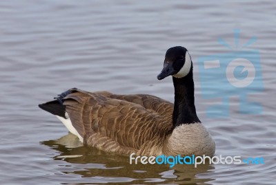 Beautiful Isolated Picture With A Canada Goose In The Lake Stock Photo