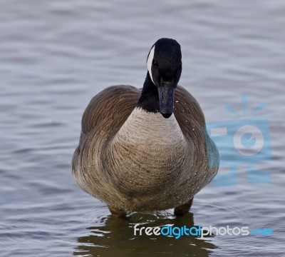 Beautiful Isolated Picture With A Canada Goose In The Lake Stock Photo