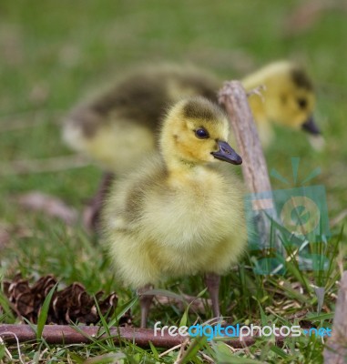 Beautiful Isolated Picture With A Chick Of The Canada Geese Stock Photo