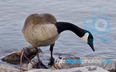 Beautiful Isolated Picture With A Cute Canada Goose On The Shore… Stock Photo